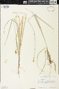 Carex wiegandii image