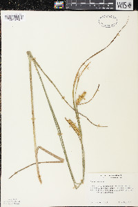 Carex vesicaria image