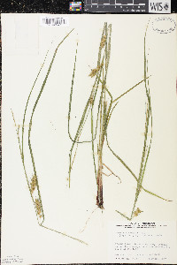 Carex tuckermanii image