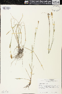 Carex tetanica image