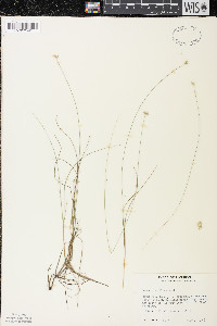 Carex tenuiflora image