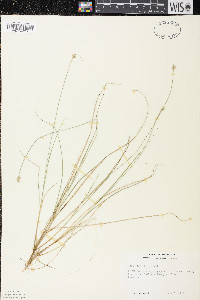 Carex tenuiflora image