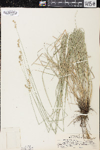 Carex tenera image