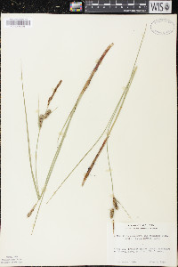 Carex lasiocarpa image