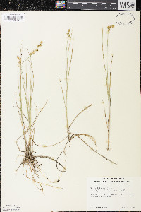 Carex interior image