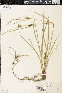 Carex houghtoniana image