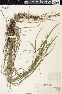 Carex hitchcockiana image