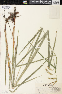 Carex gynandra image