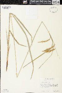 Carex gynandra image