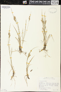 Carex garberi image