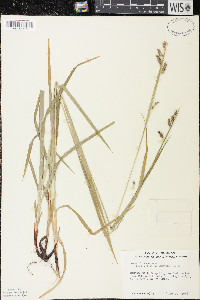 Carex formosa image