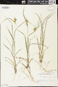 Carex flava image