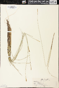 Carex exilis image