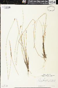 Carex exilis image