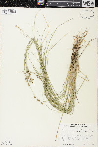 Carex echinata image