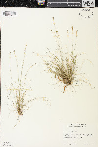 Carex eburnea image