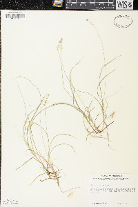 Carex disperma image