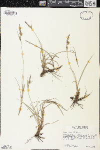 Carex nigra image