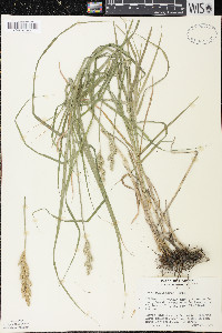 Carex muskingumensis image