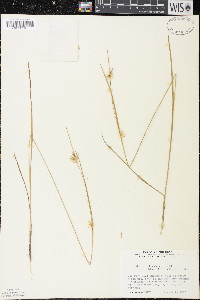 Carex michauxiana image