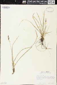 Carex lucorum image