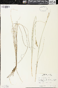 Carex livida image