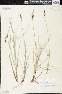 Carex livida image