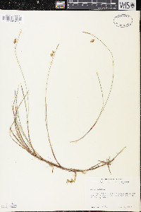 Carex limosa image