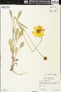 Coreopsis grandiflora image