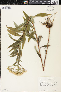 Doellingeria umbellata var. umbellata image