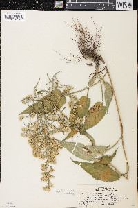 Symphyotrichum urophyllum image