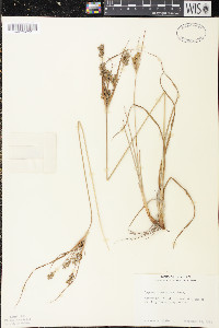 Cyperus schweinitzii image