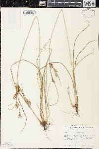 Cyperus schweinitzii image