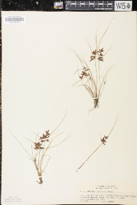 Cyperus bipartitus image