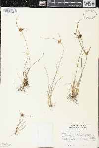 Cyperus houghtonii image