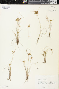 Cyperus flavescens image