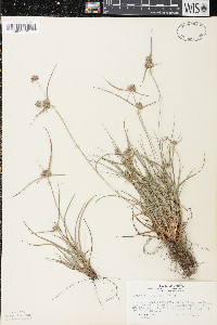 Cyperus lupulinus image