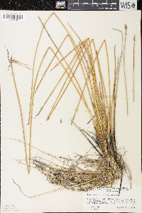 Eleocharis rostellata image