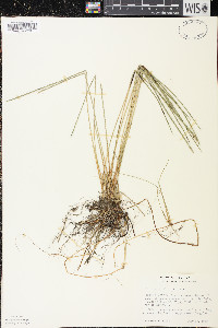 Eleocharis robbinsii image