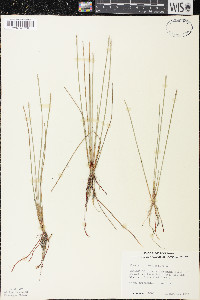 Eleocharis robbinsii image