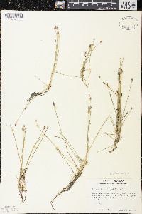 Eleocharis flavescens image