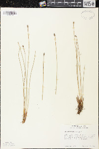 Eleocharis melanocarpa image