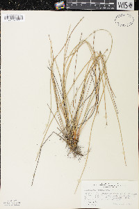 Eleocharis melanocarpa image