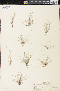 Eleocharis intermedia image