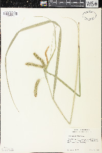 Carex pseudocyperus image