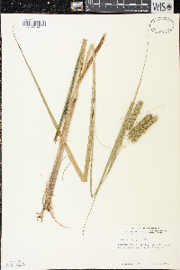 Carex pseudocyperus image