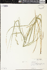 Carex projecta image