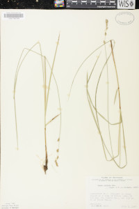 Carex prairea image