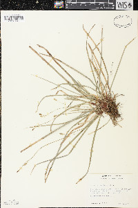 Carex pedunculata image