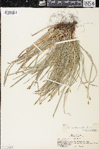 Carex pedunculata image